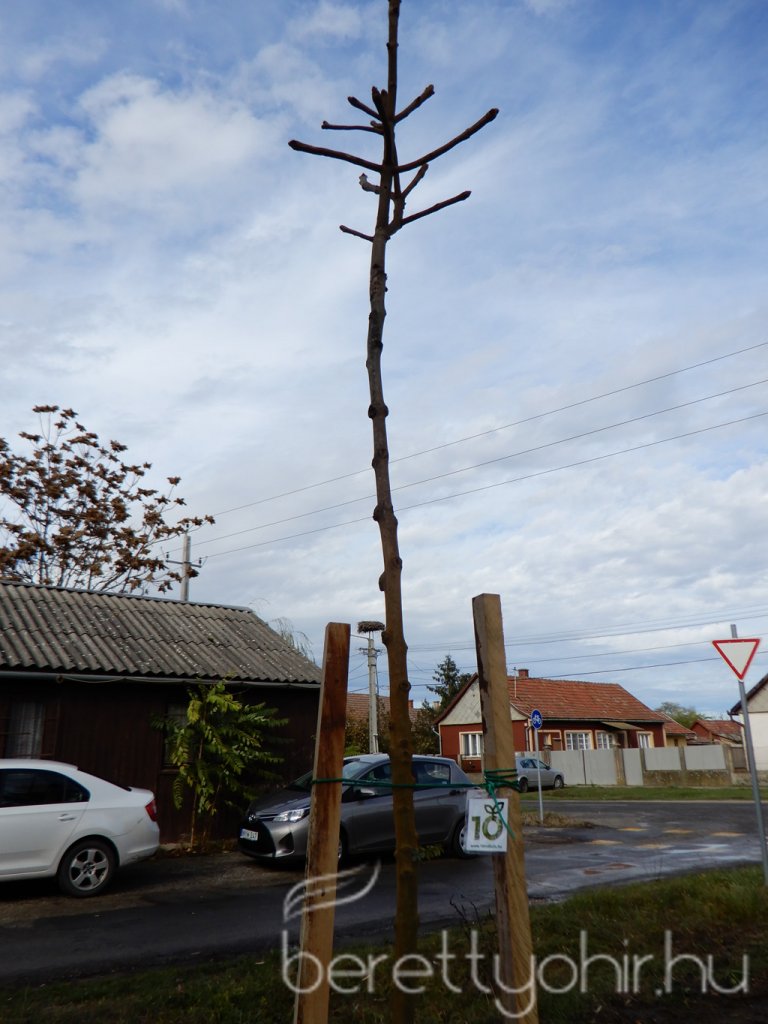 Közösségi faültetés Berettyóújfaluban 21